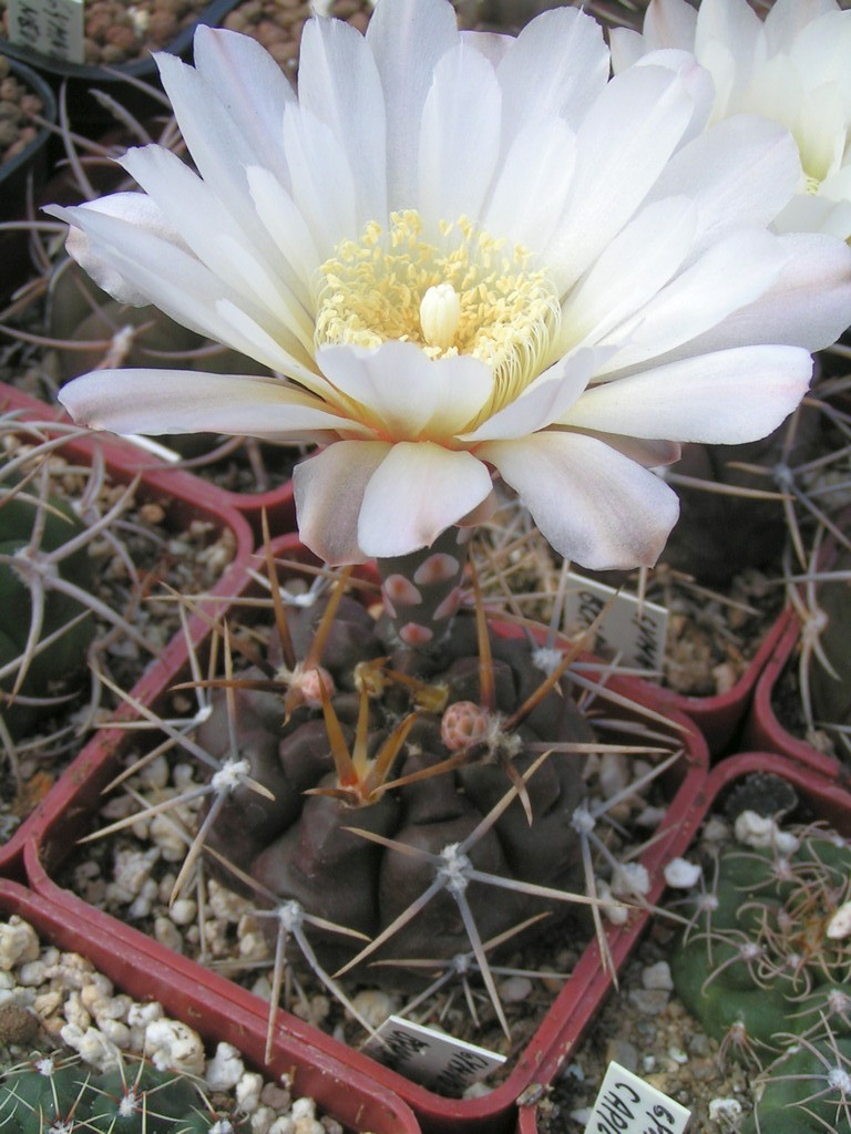 Gymnocalycium brachypetalum P101